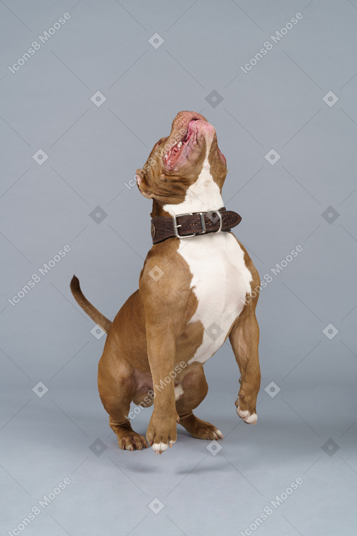 Front view of a jumping brown bulldog looking up and raising tail