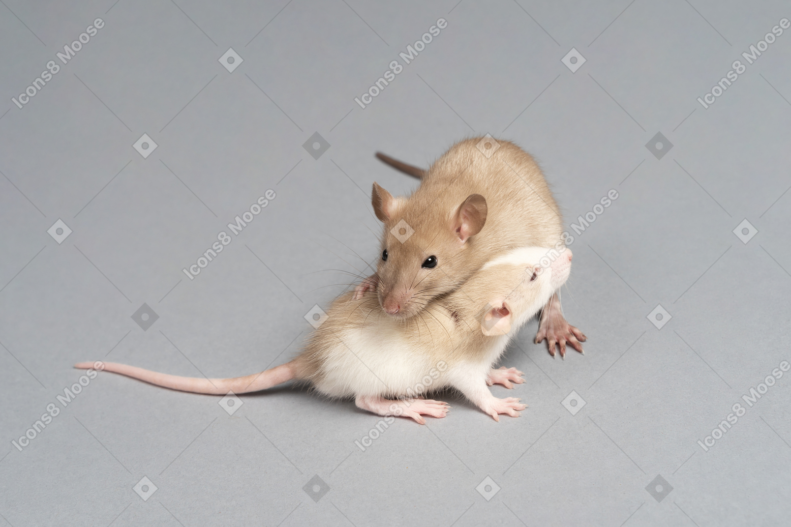 Zwei flauschige mäuse spielen