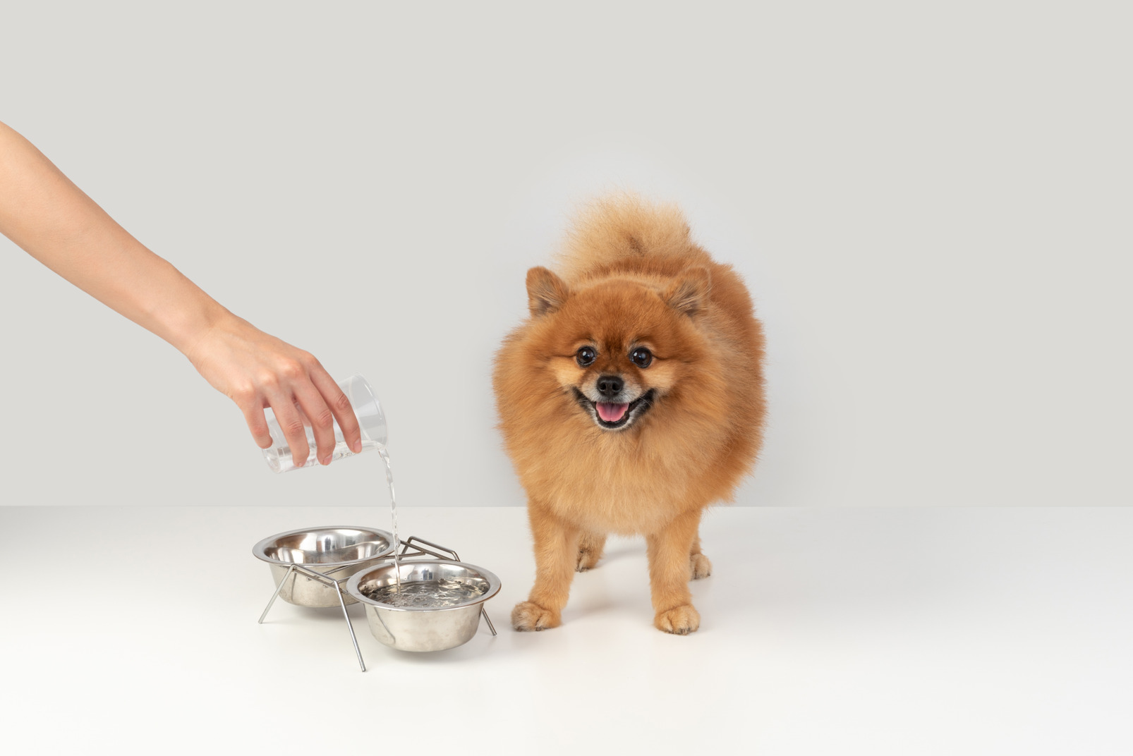 Pouring water to spitz pet
