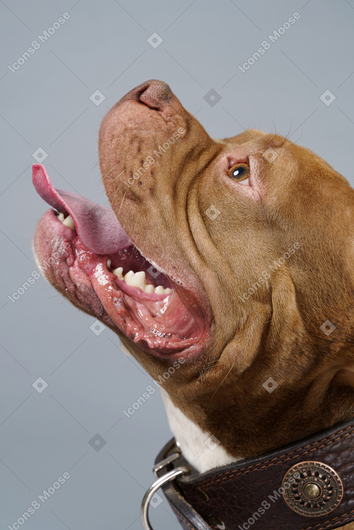 Close-up de un bulldog marrón mostrando la lengua y mirando hacia arriba