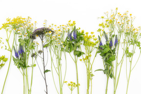 別の野の花