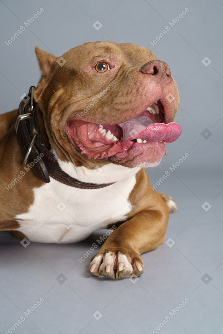 Close-up a lying  bulldog with a dog collar opening jaws and looking aside