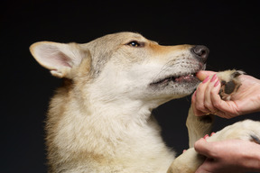 Close-up de um cão parecido com um lobo fofo, seguro por mãos humanas