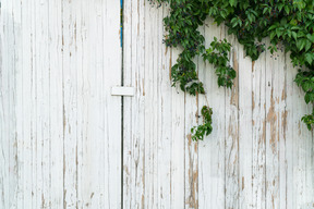 Old painted wooden wall covered with ivy leaves