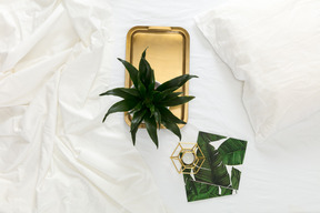 Dracaena pflanze auf goldenen tablett