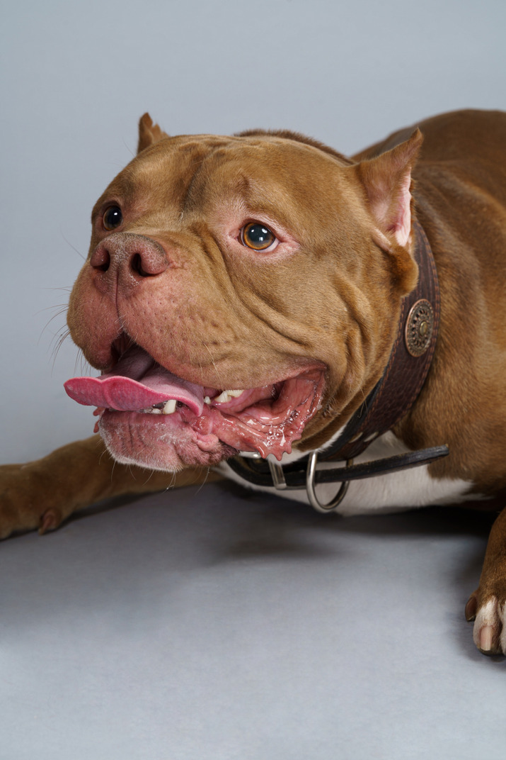 Close-up of a lying bulldog with a dog collar looking aside with opened jaw