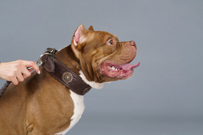 Vista laterale di un bulldog marrone con un collare per cani tenuto al guinzaglio