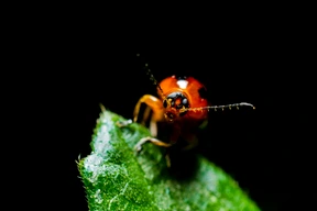 Insect
