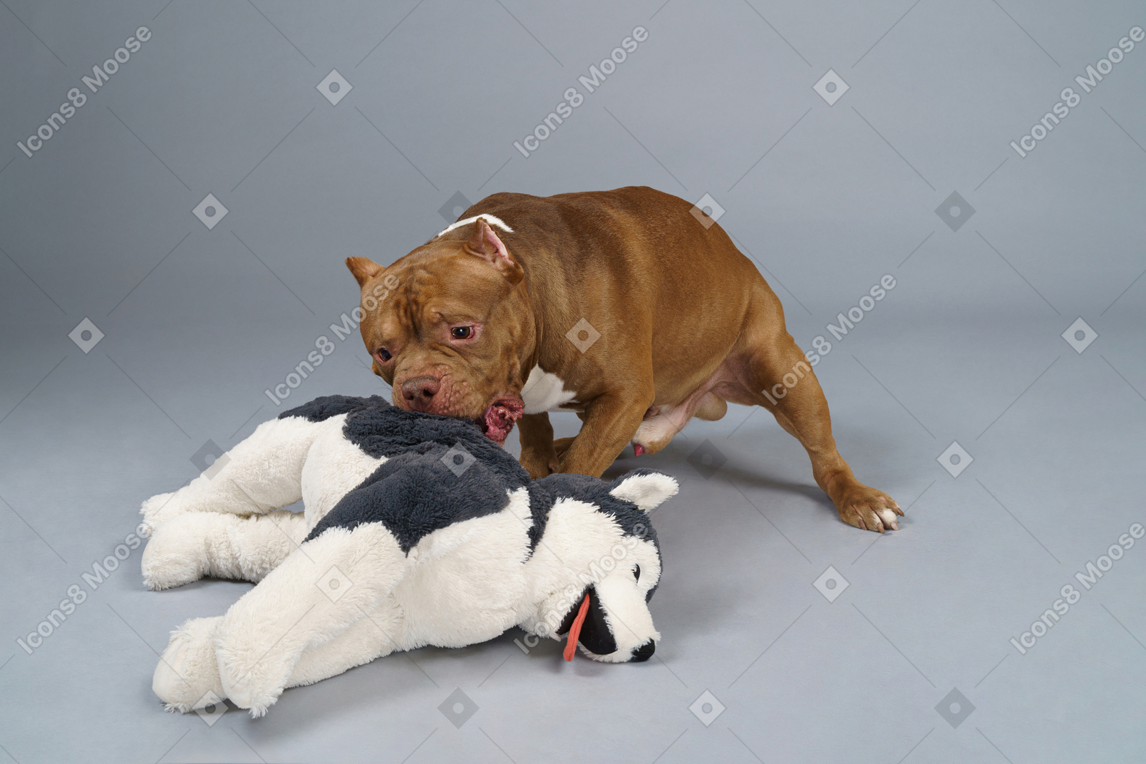 Full-length of a brown bulldog playing with a fluffy dog toy