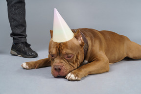 Close-up de um triste buldogue marrom em uma coleira e boné olhando para baixo e deitado perto de pernas humanas