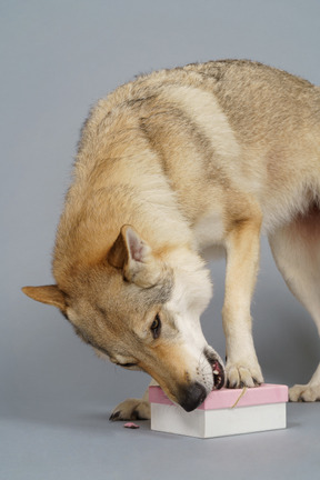 Primer plano de un perro lobo buscando algo en una caja