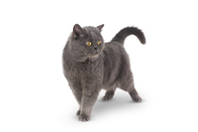 Grey cat