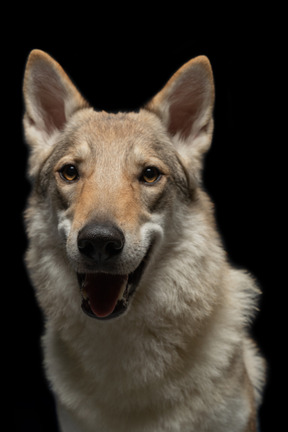 Purebred dog looking at camera