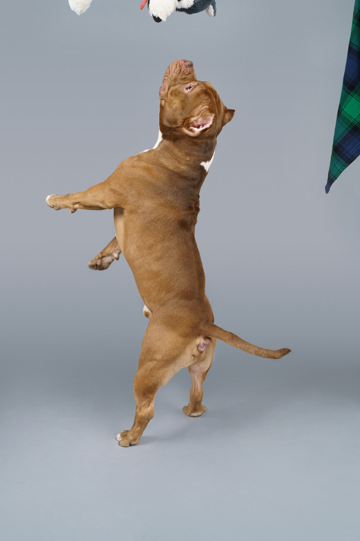 Back three-quarter view of a brown bulldog jumping and catching a toy dog