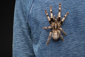 Big tarantula creeping on young man's chest