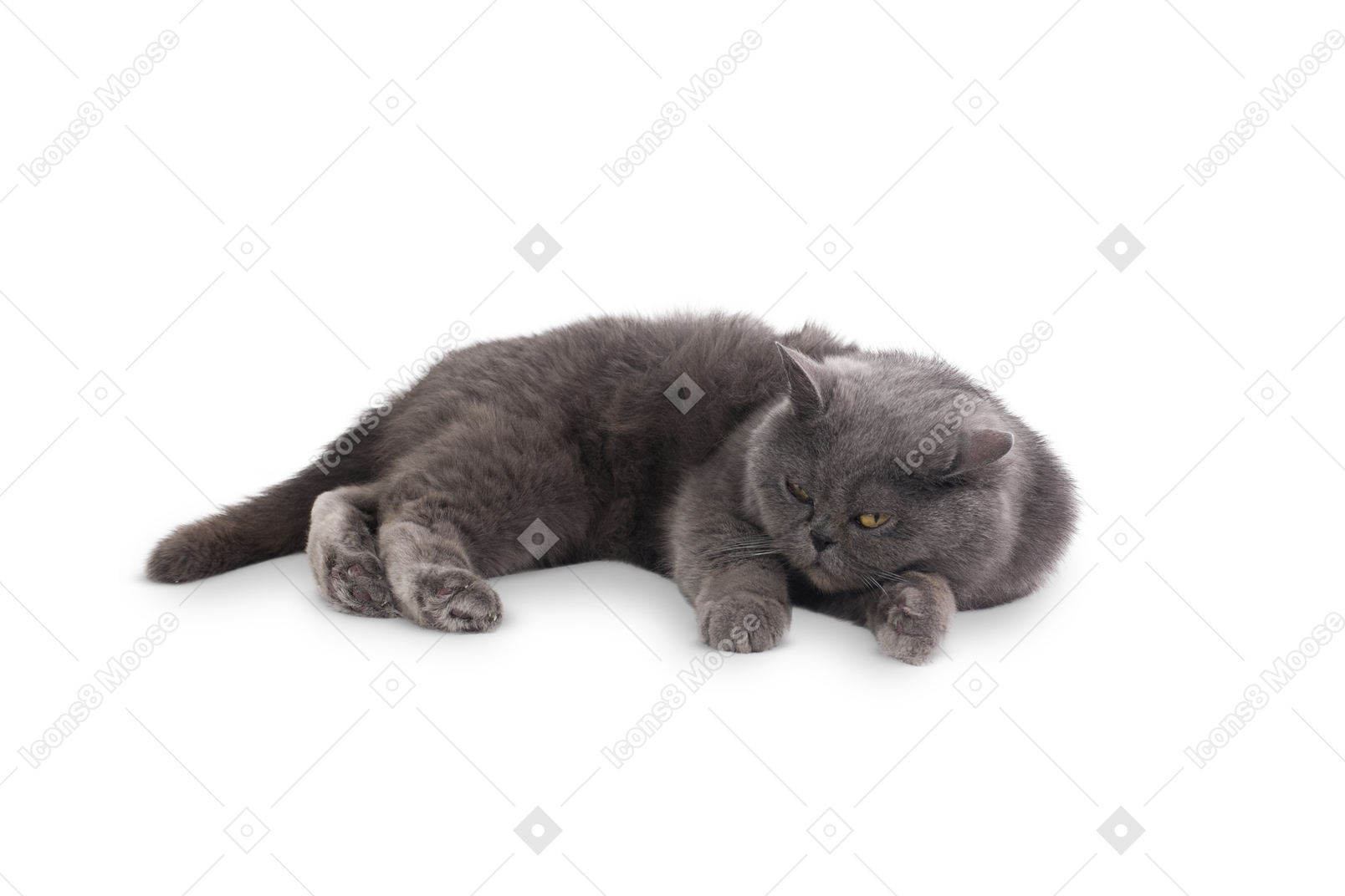 Grey cat lying sideways