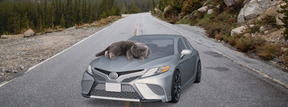 A cat lying on the hood of a car