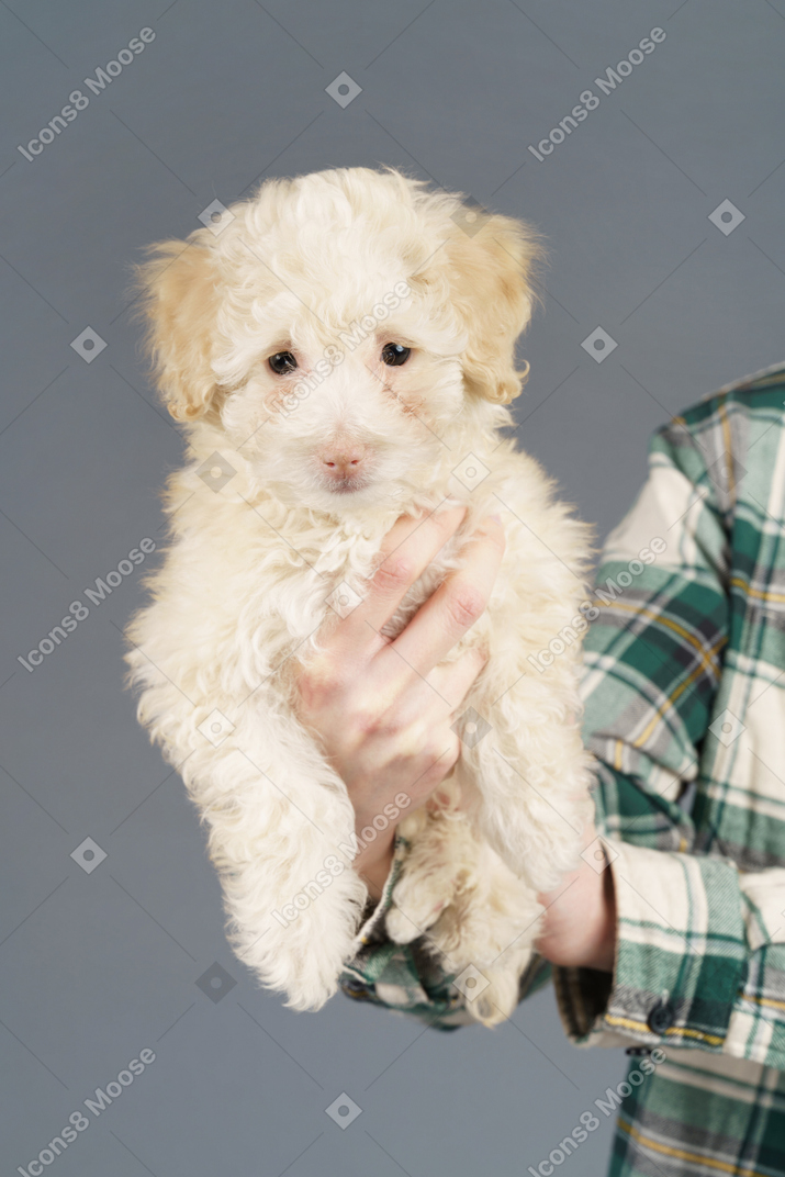 Poodle branco em mãos humanas isoladas em cinza