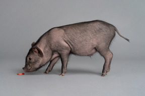 Cute mini pig is sniffing a piece of fruit