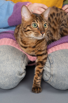 かわいいベンガル猫の足を示しています