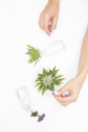 Weibliche hand neben den verschiedenen glasobjekten und grünpflanzen