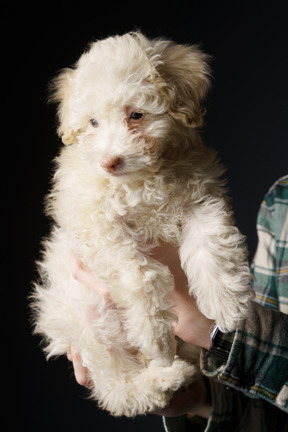 Front view of a white poodle in human hands isolated on black