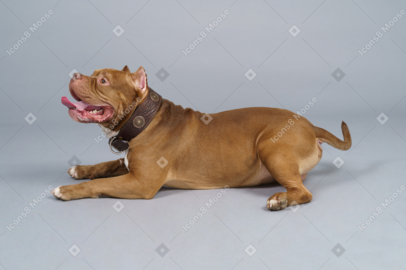Side view of a brown bulldog looking aside opening jaws