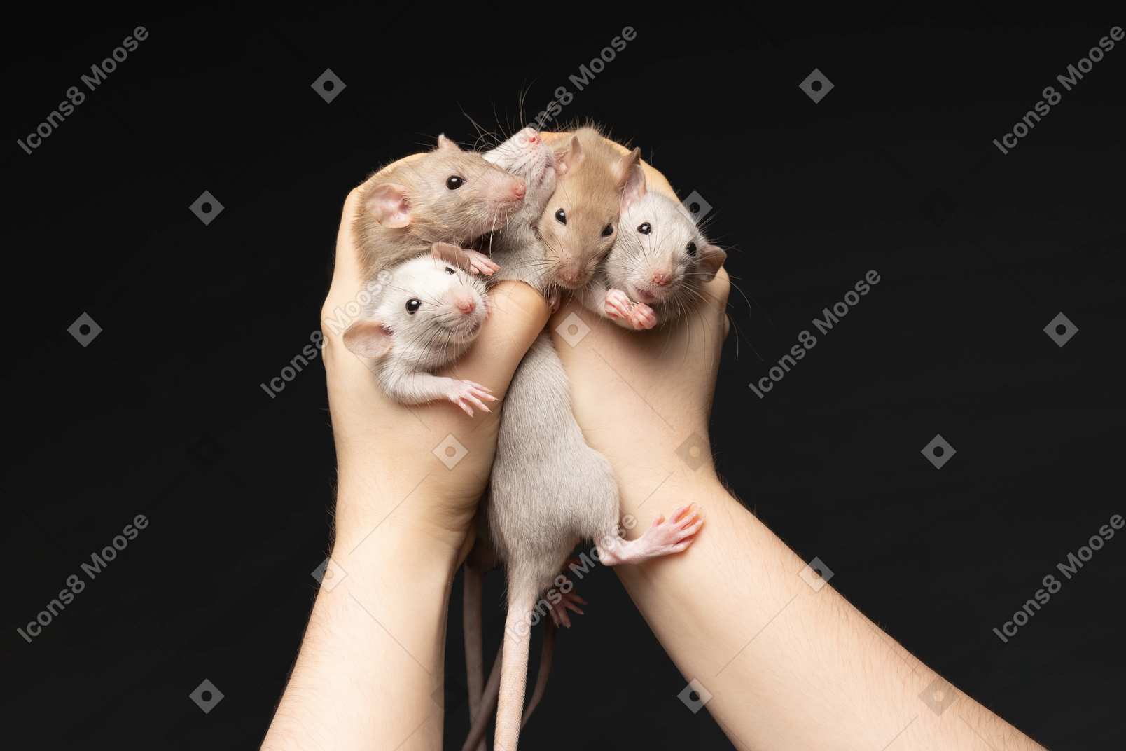 Bunch of mice held by human hands