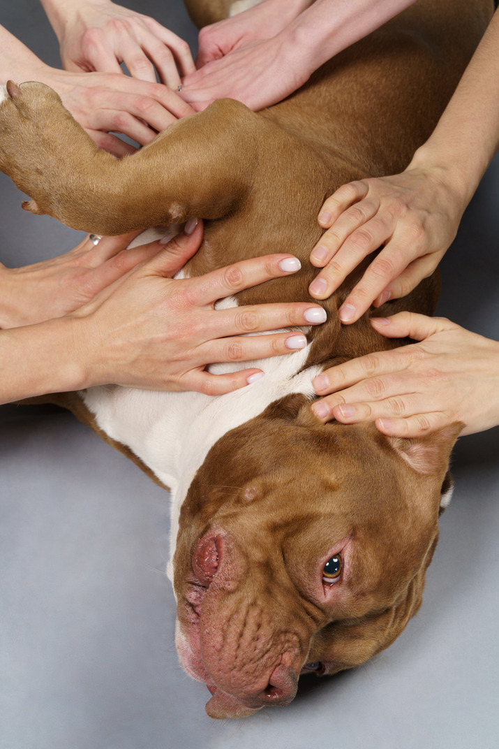 Close-up several human hands touching brown bulldog