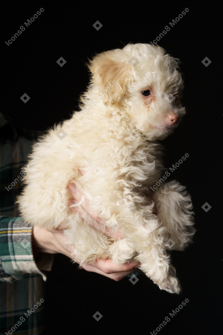 Poodle branco em mãos humanas isoladas em preto
