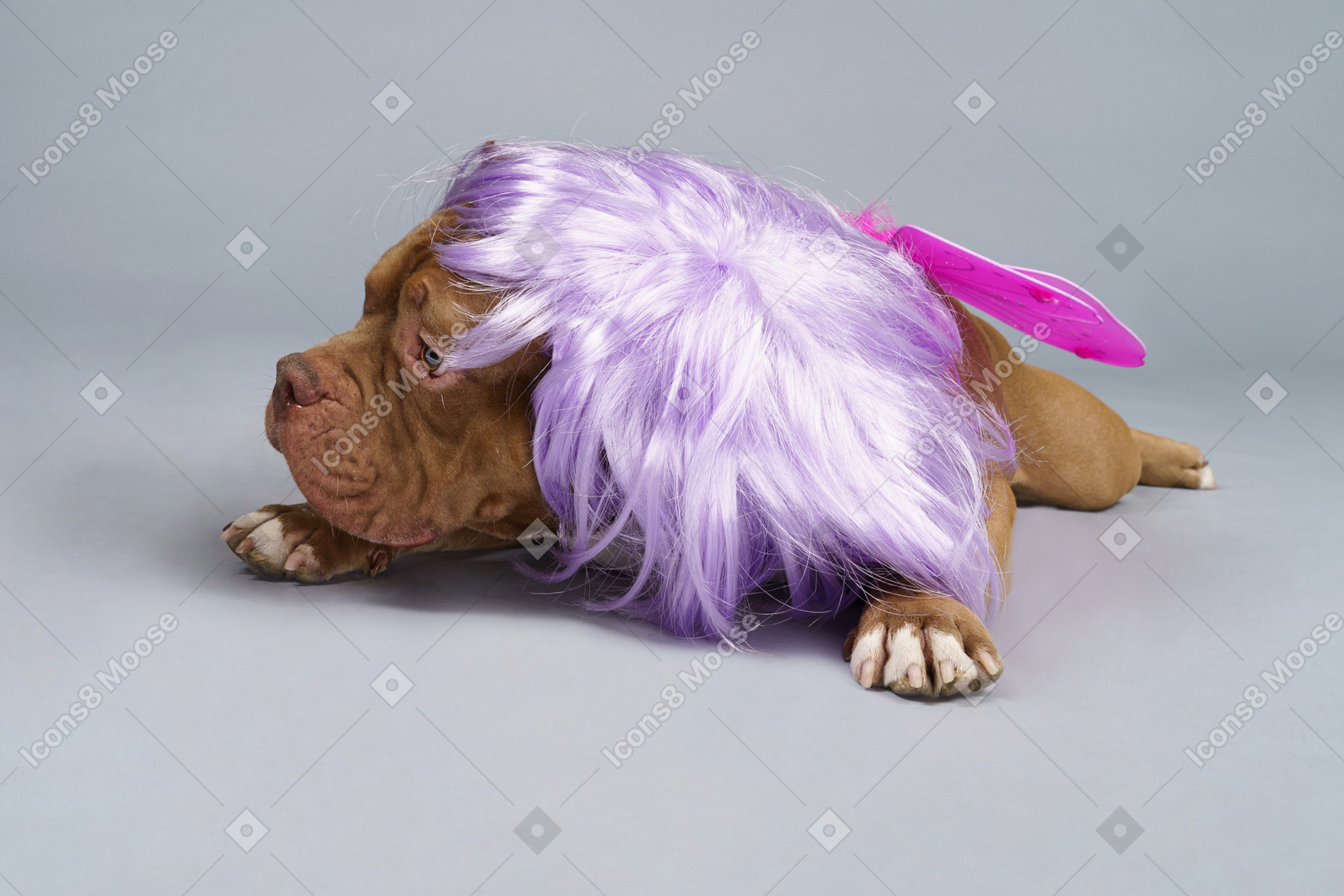 Front view of a tired dog fairy in purple wig lying