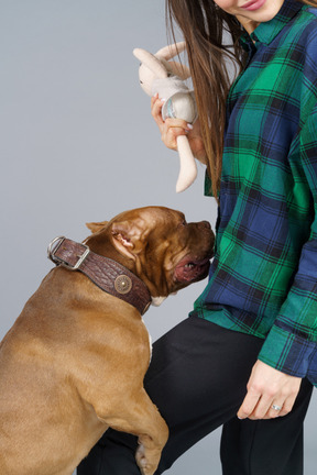 Close-up a female master and her brown bulldog biting a toy bunny