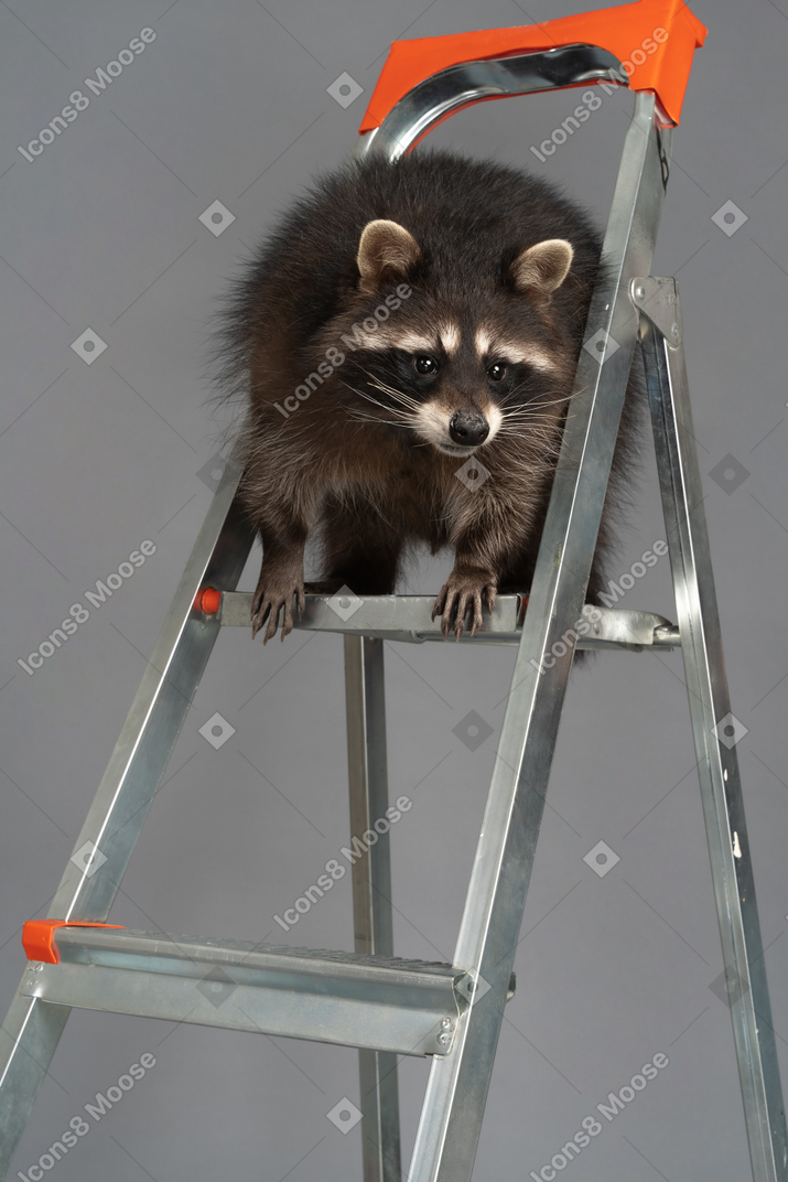 A very interested raccoon is watching from the top of stepladder