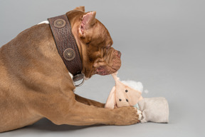 Un chien joue avec un lapin jouet