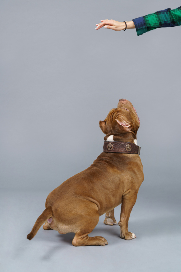 Back view of a sitting bulldog looking up at female hand and ready to jump