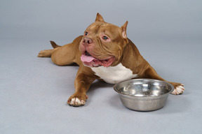 Front view of a brown bulldog lying near steel bowl and looking aside