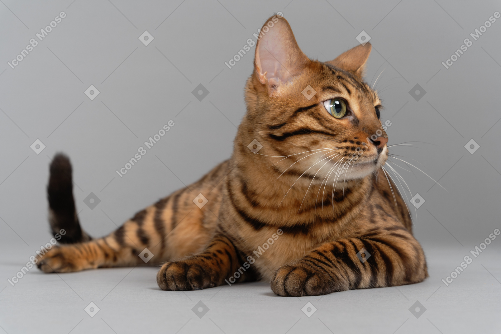 Расслабляющий бенгальский кот