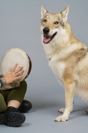 Cerca de un perro y una persona sosteniendo un tambor.