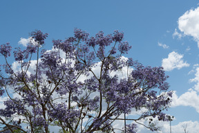青い空に花の木