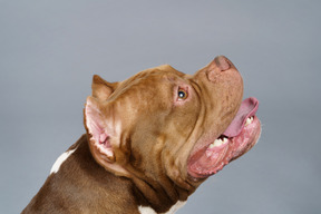 Close-up a brown bulldog raising head and looking up opening jaws