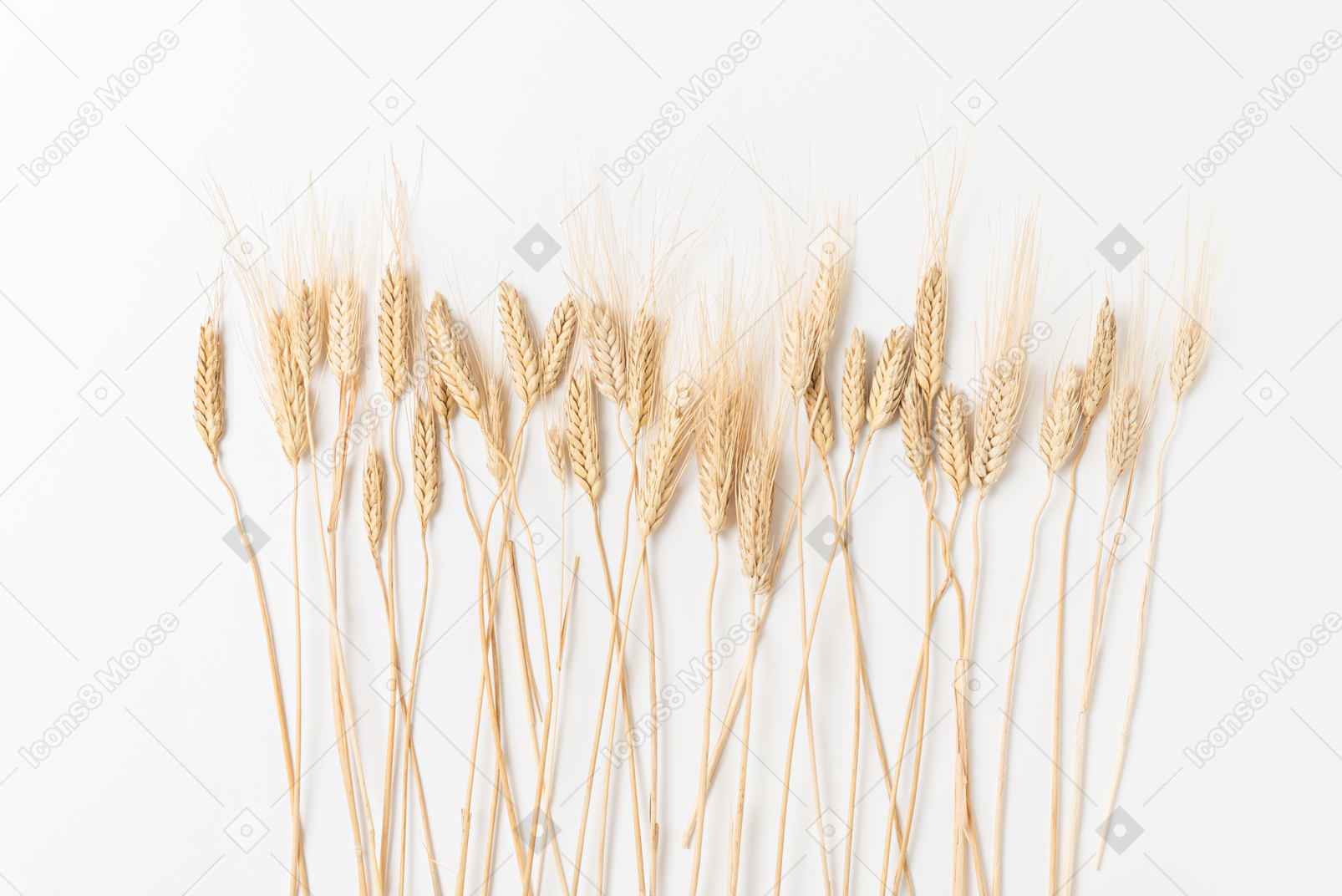 Wheat ears on white background