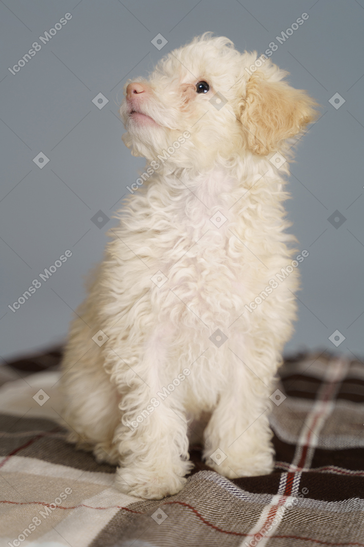 Vista frontal de um poodle fofo sentado em um cobertor e levantando a cabeça