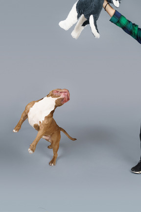 Vorderansicht einer springenden braunen bulldogge