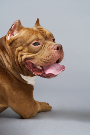 Nahaufnahme einer braunen bulldogge, die gerade liegt und gerade schaut