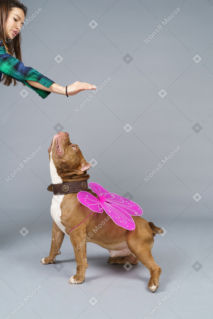 Side view of a fairy dog with pink wings looking up