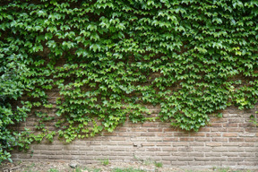 Brick wall with plants on it