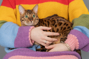 Un gato de bengala centrado en algo curioso