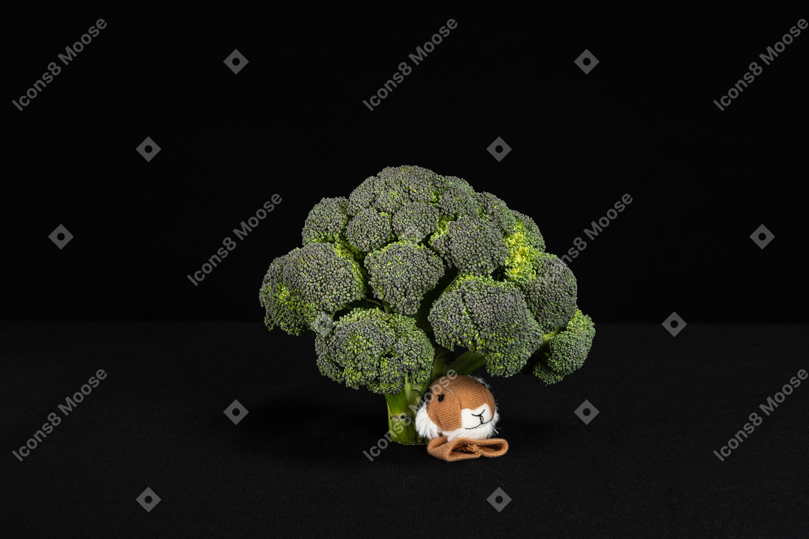 Animal toy under broccoli tree on black background