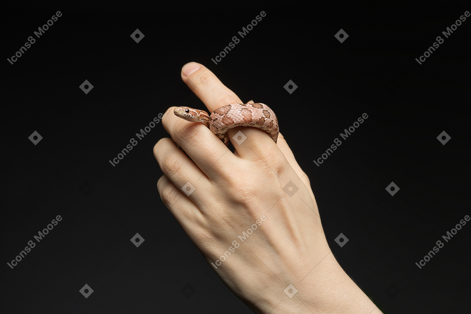 Little corn snake curving around human finger
