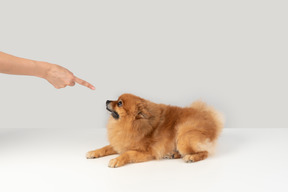 Zeigen mit dem finger zum hund, um zu sitzen